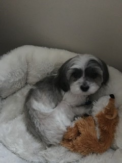 Maltese Shih Tzu