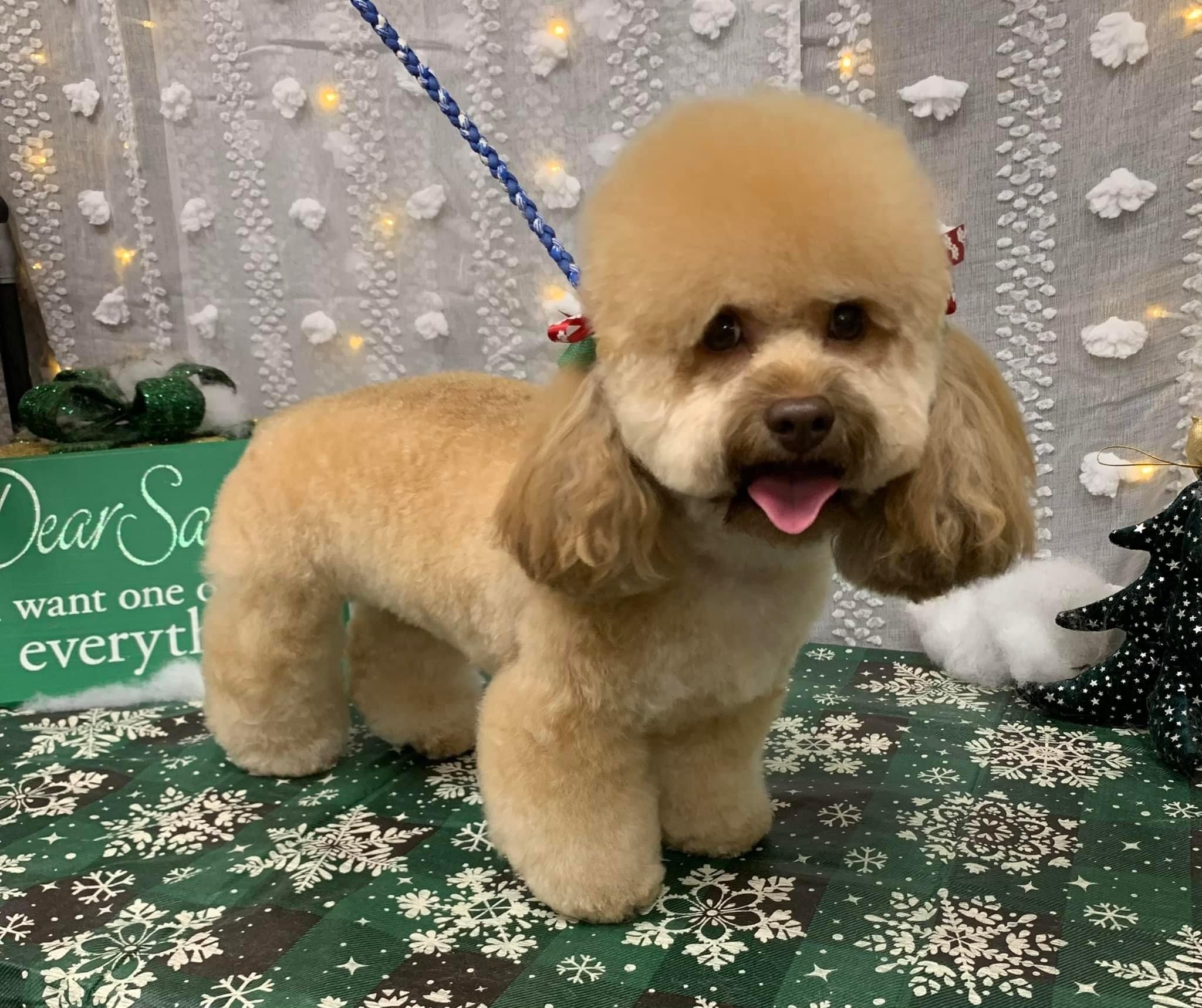 Toy Poodle